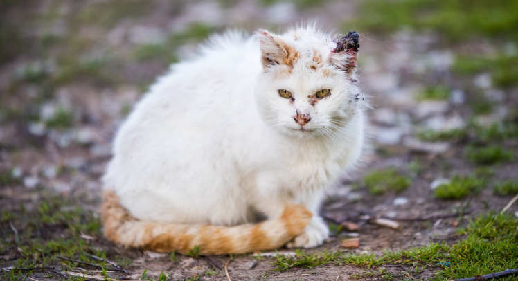 Chat mâle blessé lors d'une bagarre