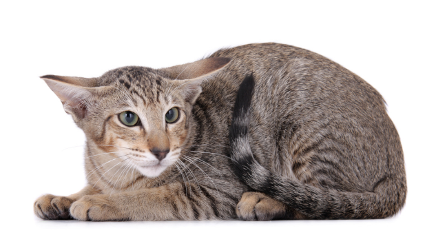 stress aigu du chat