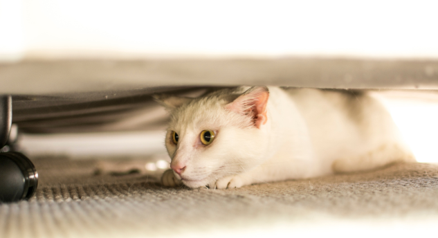stress chronique du chat