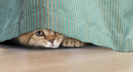 chat triste stress rentrée scolaire fin des vacances