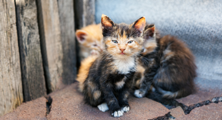 Chatons errants malades