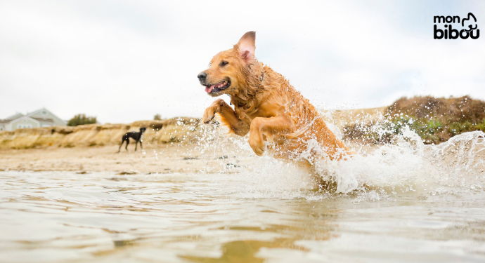 chien heureux nageant