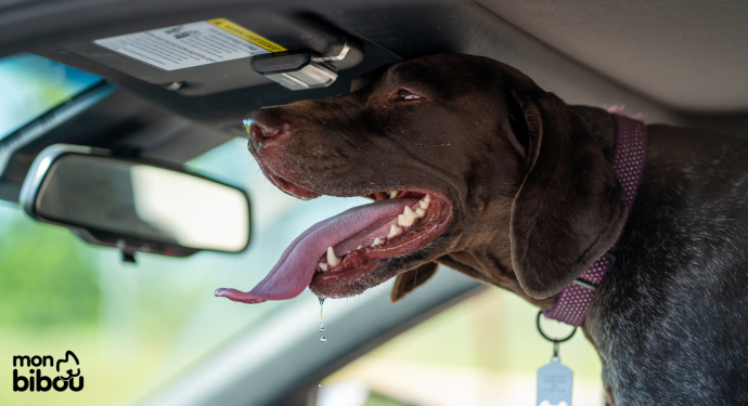 chien haletant dans une voiture en été