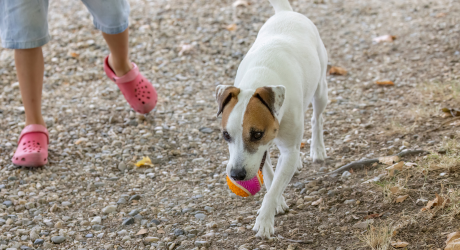 jeux enrichissement chien enfant rentrée scolaire anxiété
