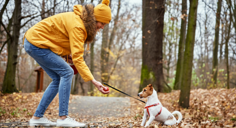 promenade enrichissement chien rentrée stress mental