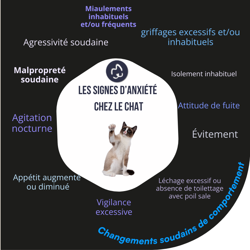 les signes d'anxiété chez le chat