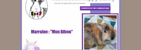 Parrainage d'Ivar, lapin sauvé par l'association franco-belge Happy Bunny