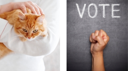 Comment votre vote électoral peut aider la cause animale ?