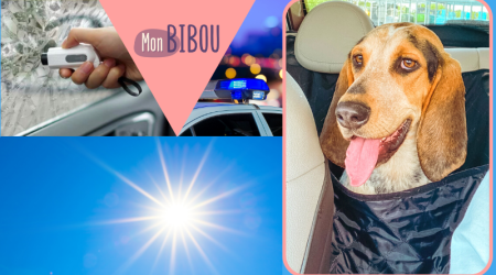 Comment aider un animal enfermé en plein soleil dans une voiture ?