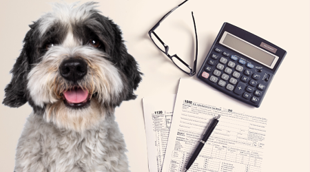 Déclaration de revenus Pet-sitter : comment faire ?