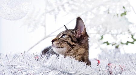 Faire garder son animal aux vacances de Noël : Comment procéder ?