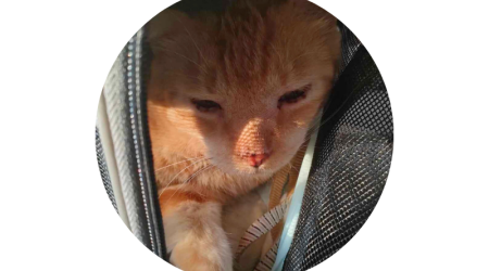garde urgente d'un chat à Toulouse - Visites à domicile ou hébergement