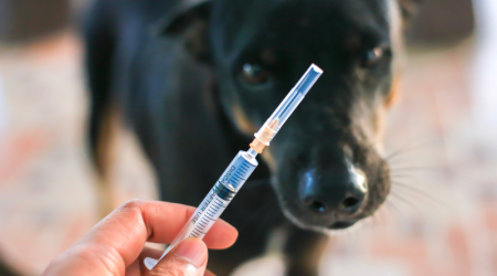 Les recommandations mondiales vaccinales pour les chats et les chiens en 2024