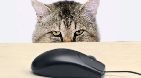Tuto : Comment faire une demande de garde auprès des petsitters du réseau mon-bibou. fr ?