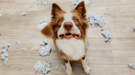 L'anxiété de séparation du chiot, comment l'éviter ? Les 6 conseils de Mon Bibou