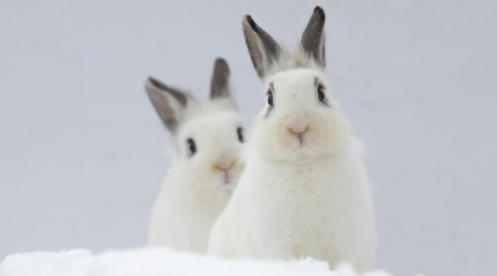 Lapin nain et froid hivernal : Quelles sont les précautions à prendre ?