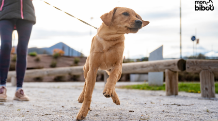 Comment éviter que mon chien ne tire en laisse ? 12 astuces à connaitre