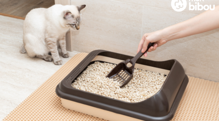 Comment choisir le bac à litière de votre chat : Guide pratique pour un chat heureux et une maison propre