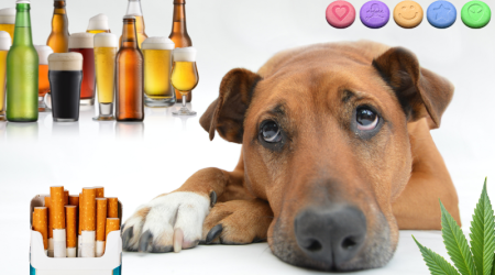 Tabac, alcool et drogues : quels sont les dangers pour les animaux de compagnie ?