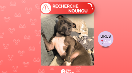 garde urgente 1 chien - Albi et alentours - Cause hospitalisation