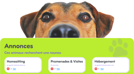 Tuto : Consulter ou déposer une annonce de garde d'animal sur le site Mon Bibou