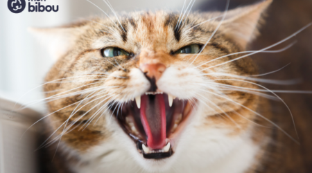 Savoir reconnaître les signes de stress chez mon chat, trouver leur cause et y remédier.