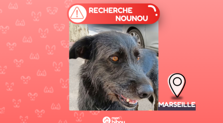 garde urgente chien Marseille - Cause hospitalisation