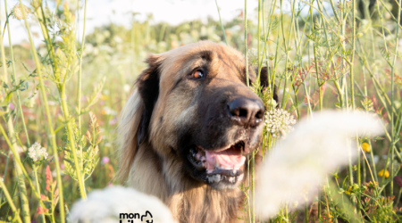 Nos 5 conseils essentiels pour protéger votre chien des dangers du mois de juin