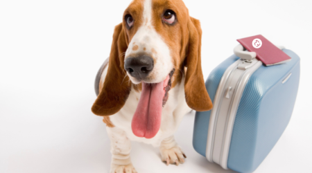 Guide du matériel à prévoir pour un chien hébergé quelques jours chez un petsitter