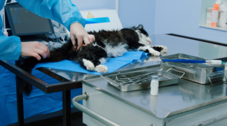 Faut-il stériliser les chats mâles ? 5 vérités et 5 contre-vérités à connaître