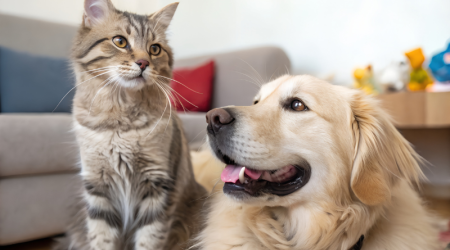 Les 5 Secrets du Bien-Être des Animaux de Compagnie : Astuces Essentielles pour un bibou Heureux au Quotidien