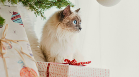 Offrir 1 an de gardes gratuites : le cadeau original et solidaire qui fait plaisir à tous les propriétaires d'animaux