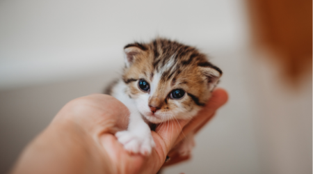 Quel prénom donner à mon animal en 2026 ? Voici notre sélection pour les chats, chiens, lapins et chevaux !