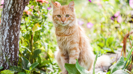 Mon chat sort à l’extérieur : comment assurer son bien-être et sa sécurité