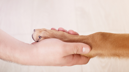 Kiweeto et Mon Bibou : des solutions complémentaires pour héberger les animaux