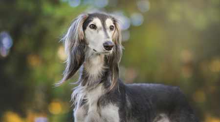 Comment préparer mon chien à des vacances chez une nounou ?