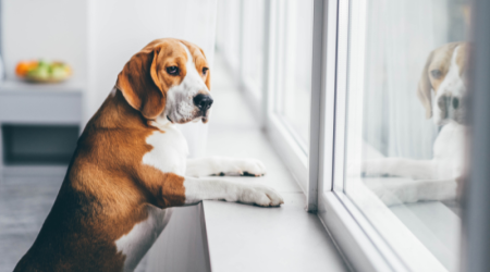 Hyperattachement du chien : comprendre ce trouble du comportement pour aider son animal