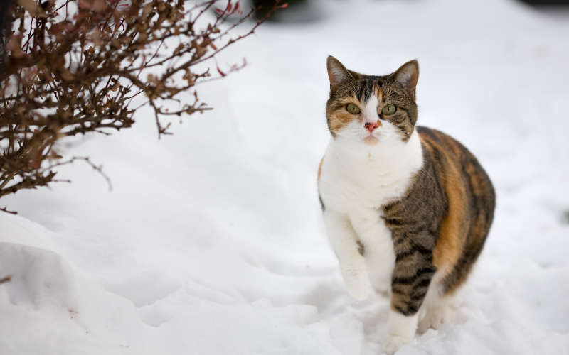 Comment aider les chats libres à lutter contre le froid ?