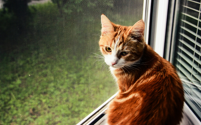 Comment éviter à mon chat de tomber par la fenêtre de l'appartement?