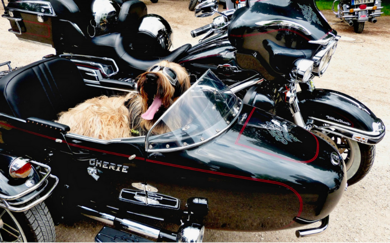 Comment faire de la moto/scooter en toute sécurité avec mon chien ?