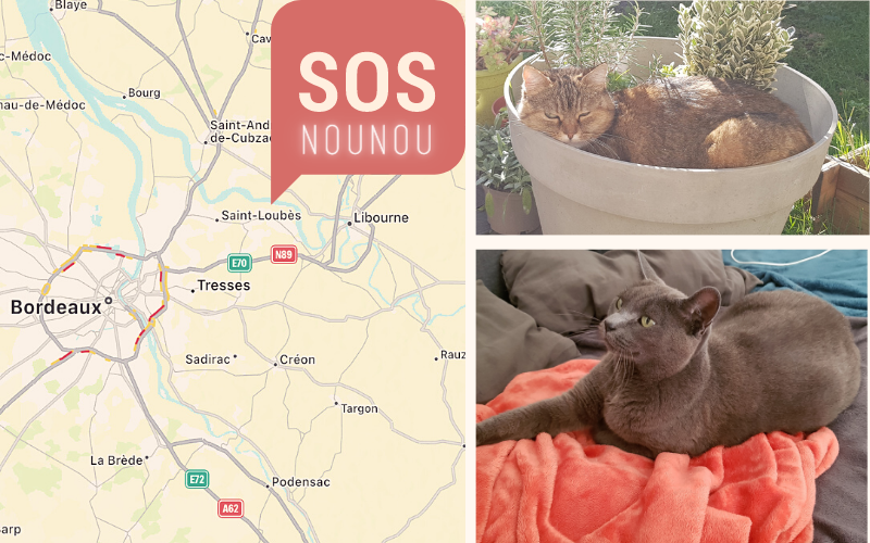 17 juin 2022 - garde 2 chats - Gironde