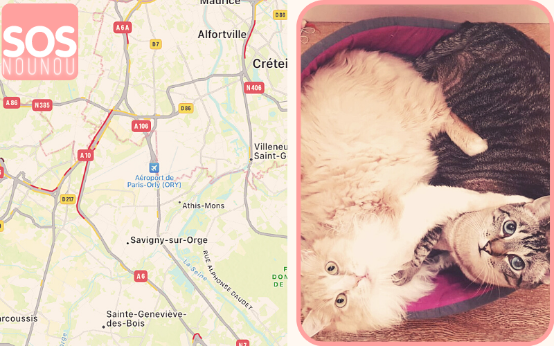 Garde 2 chats - Savigny-sur-orge (91) - Août 2022
