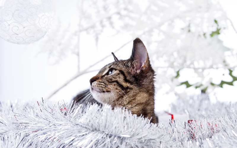 Faire garder son animal aux vacances de Noël : Comment procéder ?