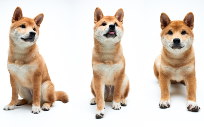 Le shiba inu, chien à la mode : comprendre sa nature de chien primitif avant un achat ou une adoption