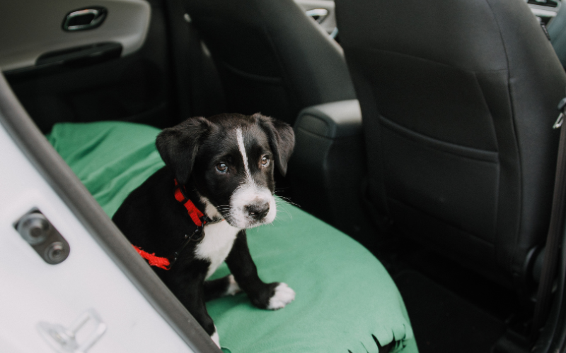 Comment transporter mon animal en toute sécurité dans la voiture ?