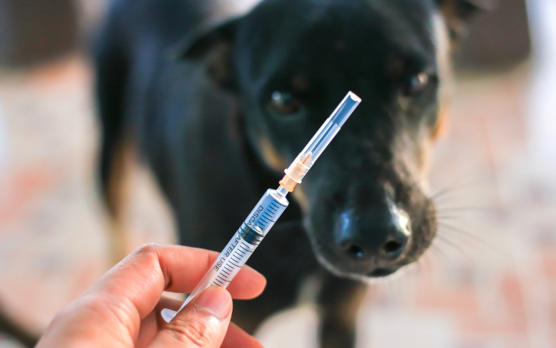 Les recommandations mondiales vaccinales pour les chats et les chiens en 2024