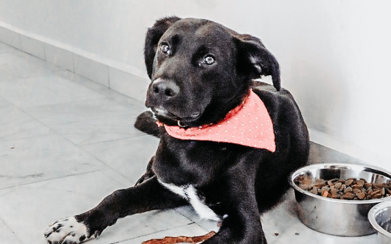 5 chiots du Liban à accueillir en urgence - Mon Bibou soutient les petites associations