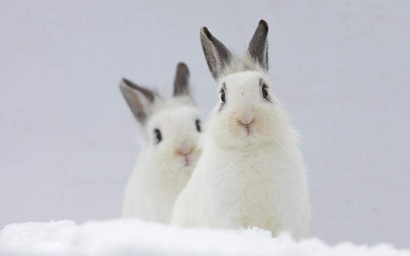 Lapin nain et froid hivernal : Quelles sont les précautions à prendre ?