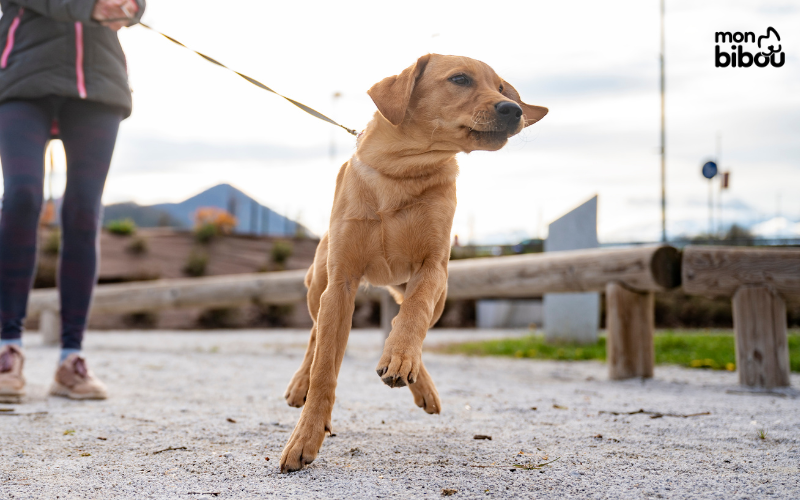 Comment éviter que mon chien ne tire en laisse ? 12 astuces à connaitre