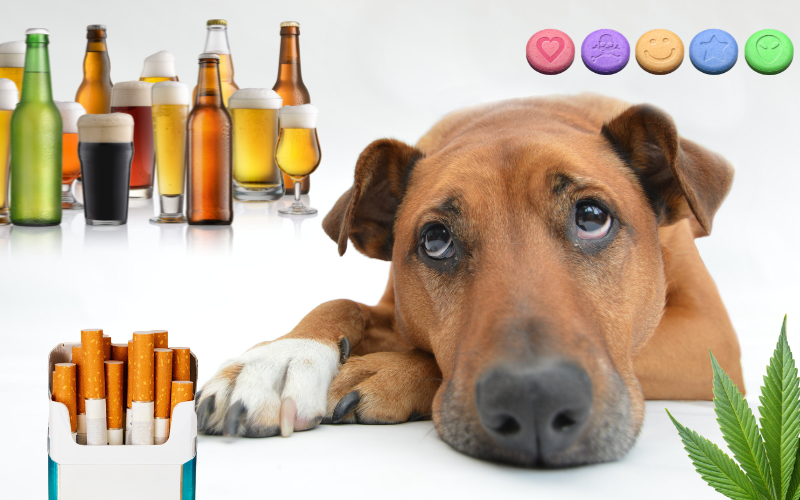Tabac, alcool et drogues : quels sont les dangers pour les animaux de compagnie ?